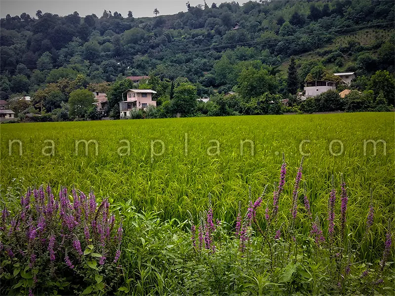 روستای آهودشت ساری، با جاذبه های گردشگری زیبا و دیدنی